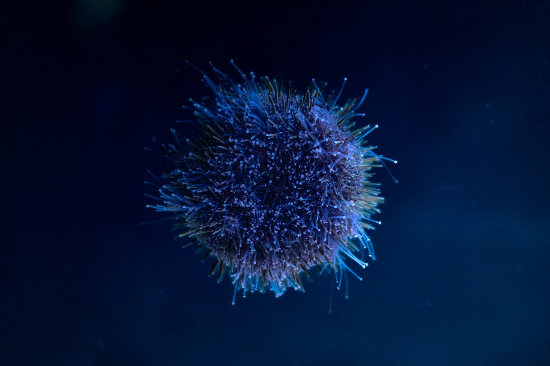 What is Hantavirus? Complete Guide to the Virus Causing the 2026 Outbreak